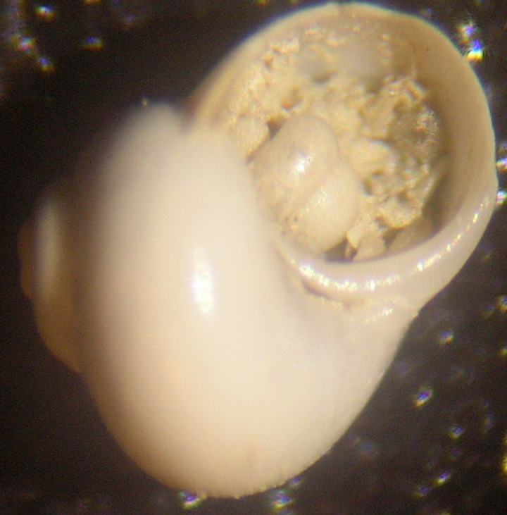 Cirsonella romettensis